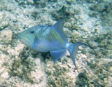 Queen triggerfish