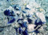 Blue tangs