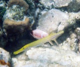 Moose and squirrelfish.  Oops. Trumpetfish...