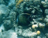 French angelfish