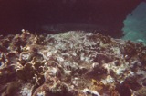 Lurking behind the coral is a LARGE barracuda.