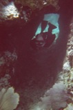 Marshall through the coral arch at the Indians