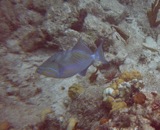 Queen Triggerfish