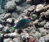 Parrotfish