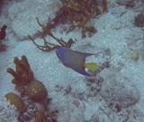 Queen angelfish