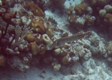 Trumpetfish