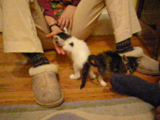 Movie: Kittens at play