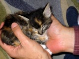 Tilly