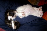 Nero and Charlie Flaked out in Ben's lap.  Nero came to play with Charlie's tail, but conked out almost instantly.